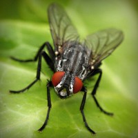 /album/gatinhassafadasesapecas-webnode-/photolia-a01-jpg/