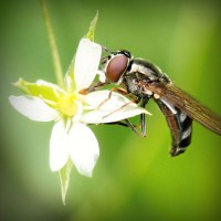 /album/gatinhassafadasesapecas-webnode-/photolia-a02-jpg/