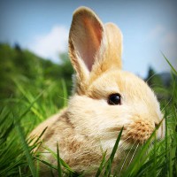 /album/gatinhassafadasesapecas-webnode-/photolia-a03-jpg/