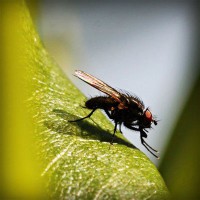 /album/gatinhassafadasesapecas-webnode-/photolia-a04-jpg/