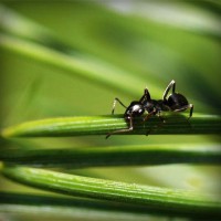 /album/gatinhassafadasesapecas-webnode-/photolia-a05-jpg/