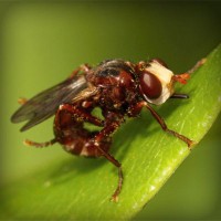 /album/gatinhassafadasesapecas-webnode-/photolia-a06-jpg/