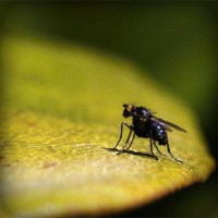 /album/gatinhassafadasesapecas-webnode-/photolia-a07-jpg/