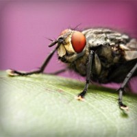 /album/gatinhassafadasesapecas-webnode-/photolia-a08-jpg/